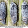 carch lavatherae pupa2